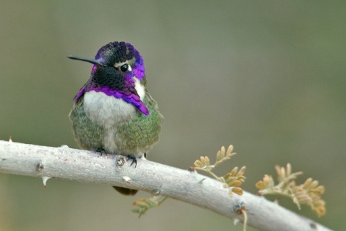 breathinginbiology:The Costa’s Hummingbird (Calypte costae) is native to the Mojave and Sonora