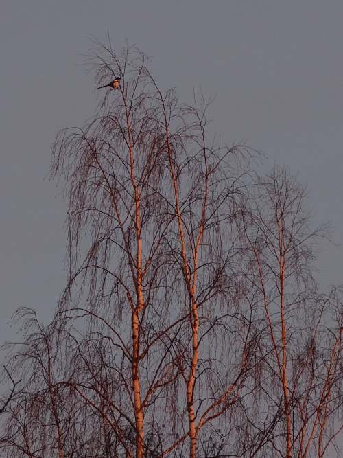 Petula pendula — silver birchPica pica — common magpie