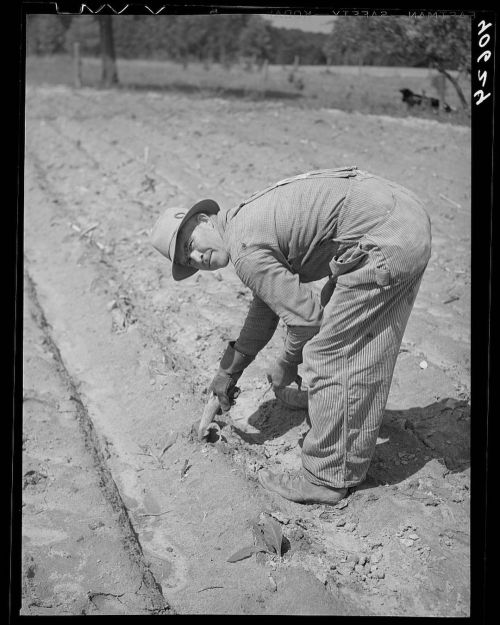 Mr. Jones, tenant farmer, planting tobacco. Near Farrington, Orange County, North Carolina. Jack Del