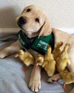 awwww-cute:  Duckling friends for a puppy