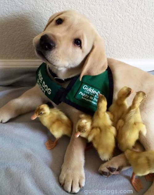 awwww-cute:  Duckling friends for a puppy adult photos