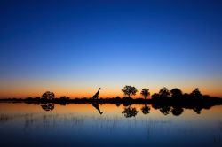 phototoartguy:  A majestic giraffe - the world’s tallest animal - wandered across a hot delta at sunrise to complete this stunning scene Solent