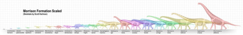 Scott Hartman Skeletal Diagram Size ScalesI don’t know about you but I really love size diagrams. Th