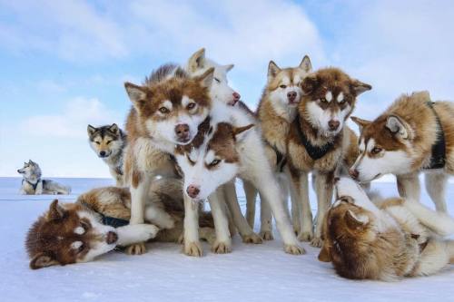 coffeentrees:  Photograph by @paulnicklen for @natgeo and @natgeopristineseas while on assignment in Greenland.  Huskies are the engines of the far North.  In a town like Qaanaaq, they do not use snowmobiles because they are loud and scare the wildlife