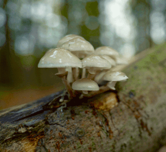 ladyrue:Mushrooms 🍄 ft. Rain droplets. 