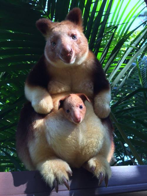 awwww-cute: Dem paws though… Perth Zoo is celebrating the birth of Mian, the first tree kangaroo bor