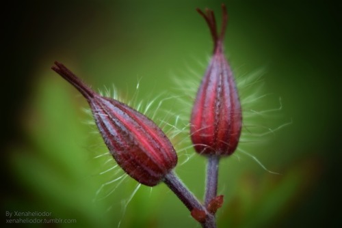 ~ Bud Trichomes ~Spring 2018 (May)Nikon D5300 w/ Nikon AF-P NIKKOR 18-55mm lensKenko Extension Tubes