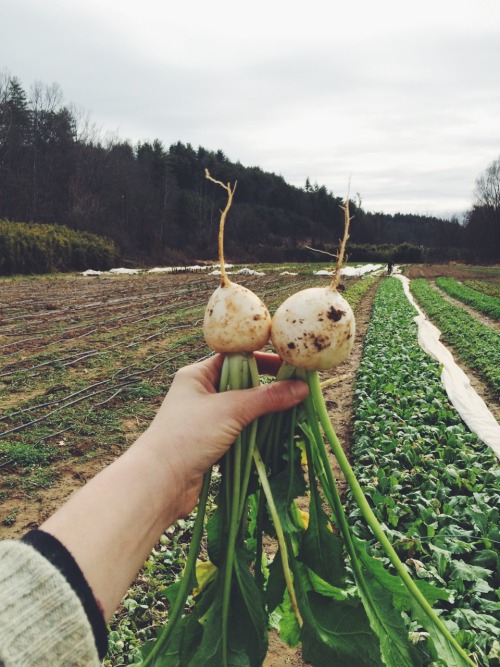 smokesignalsbaking:  Winter clean up and harvest.