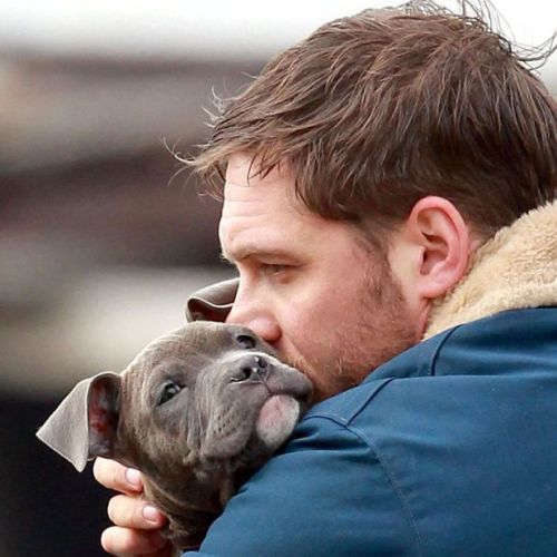 Sex thechapterfourblog:  Tom Hardy and his pitbull pictures