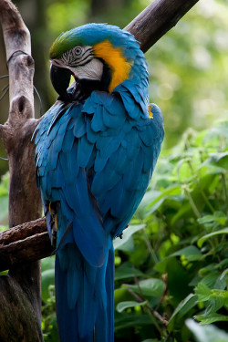flowerling:  colorful parrot by Am-it   