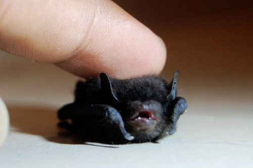 XXX why are bats stigmatized as being creepy? photo