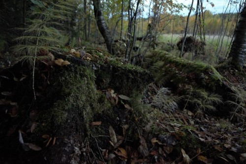 morganathewitch:Autumn moss~