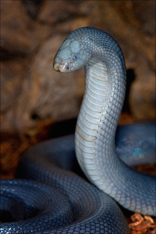 snake-candy:foundbycmkosemen:Atractaspis fallax, small-scaled stiletto snake. Source: Michael D. Ker