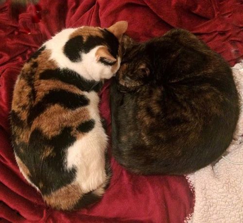 cybergata:oliveandrye