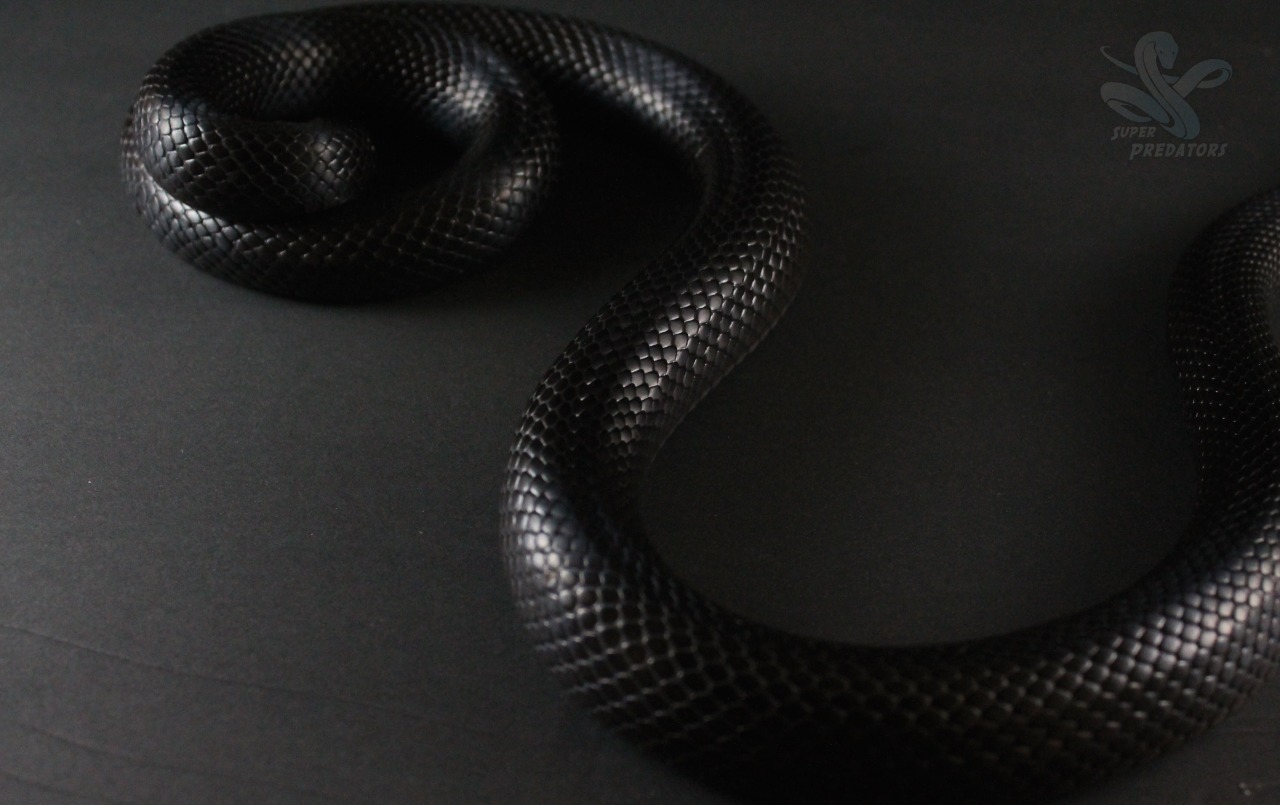 superpredatorsexoticreptiles:  Black Betty: Mexican Black King Snake 