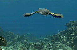 whiny-sugar-glider:  BBC Earth - Africa More gifs of animals. 