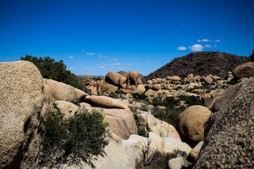 Joshua Tree National Park.