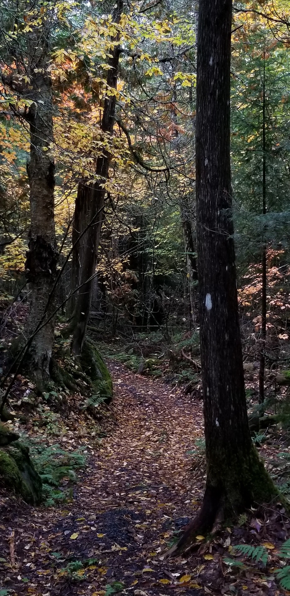 This Is Why Autumn Is My Favorite Time Of The Year. Also, Why I Will Never Leave The Northeast.