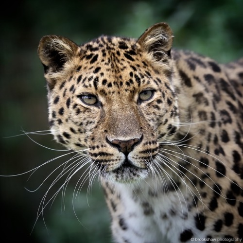 Amur Leopards are my favourite big cat!This photo was taken at WHF Big Cat Sanctuary…