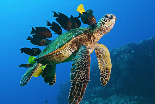 princessailorscout:  nubbsgalore:  photos by mike roberts, masa ushioda, peter liu and doug perrine of green sea turtles being cleaned by yellow tangs, goldring surgeonfish and saddle wrasse. by feeding on the algea and parasites which grow on the turtle
