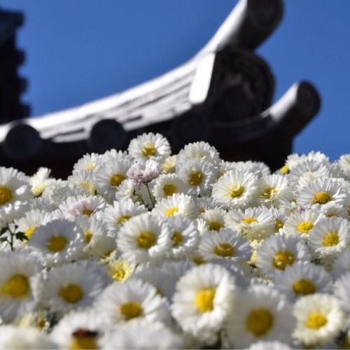 #笠間稲荷神社 #菊まつり #菊 #花 #神社 #笠間 #茨城 #chrysanthemum #flowers #bluesky #shrine #kasama #ibaraki #japan #ig