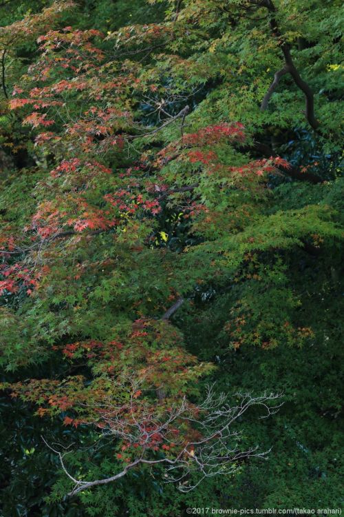 ‘21.11.3 鷺池、飛火野、春日大社参道にて陽もしっかり上がってきて、ようやく鷺池から移動。飛火野経由でいつもの春日さん参道へ。秋の空気を感じながらとことこ歩きます。