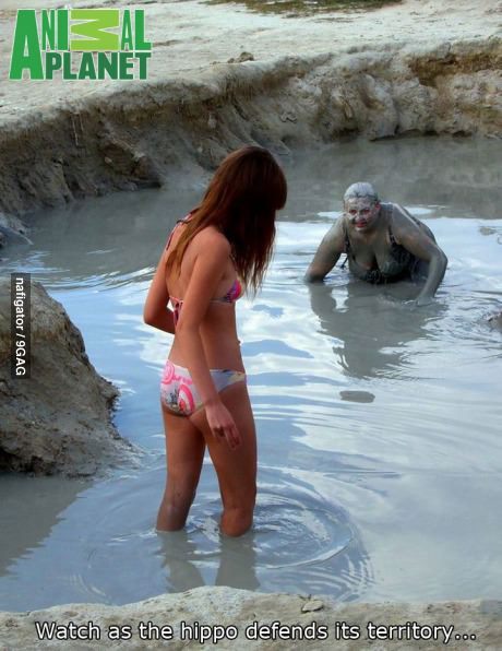 9gag:  Hippos defending 