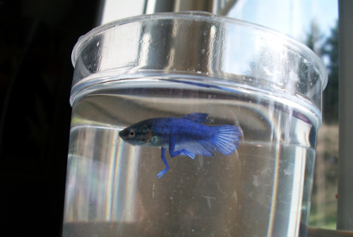 gridbugs: Does anyone know anything about bettas growing legs????? Mako Mori is looking a little wei