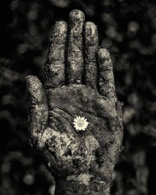 mirrorsinner:“Every flower must grow through dirt” ― Laurie Jean Sennott Daisy love ✿