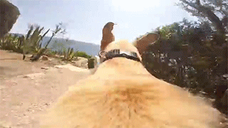 sizvideos:  Video