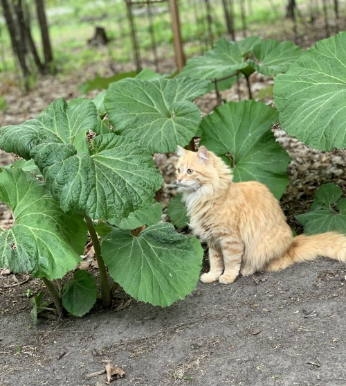 picturetakingguy:Butter hanging in the giant ButterburThis was mid-May….she now is able 