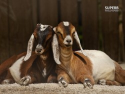 babygoatsandfriends:  happy friends!