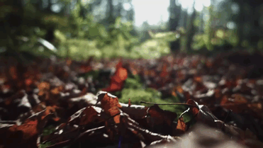 Forest Forever