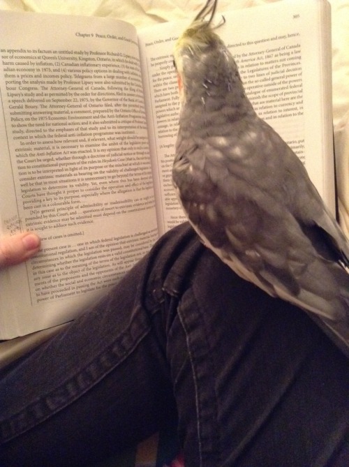 tengutakesflight:  Tengu is an expert at Canadian constitutional law  there are experts at the law s