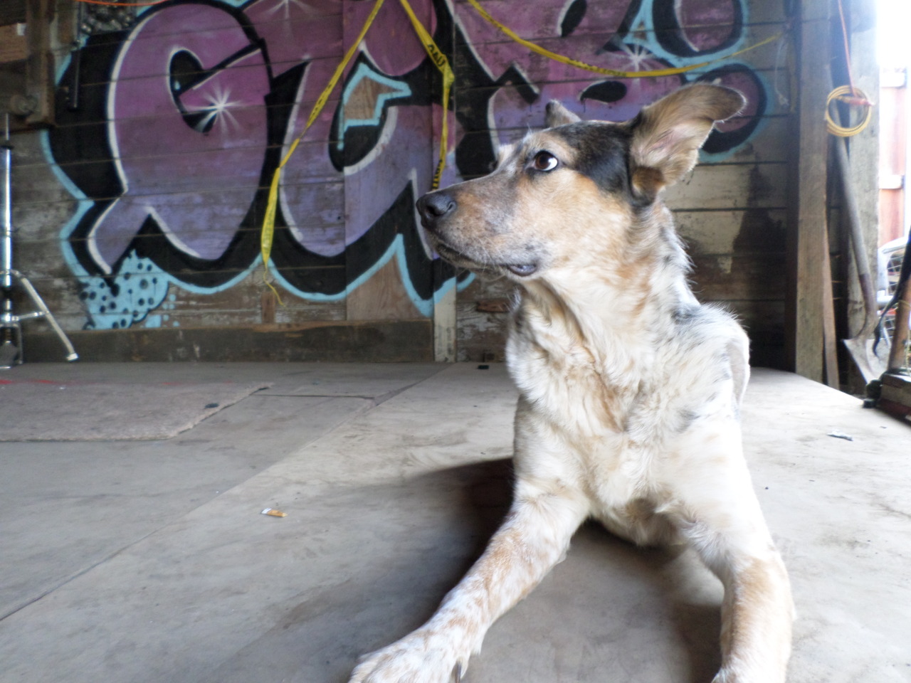 bonerguardingoverness:  This is DogMeat, bt I just call her MeatPie 