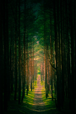 plasmatics:  A Path Out of Darkness by Stan