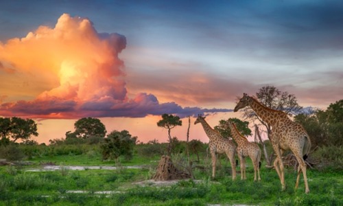 rorschachx:
“A landscape view of giraffe walking beneath a breathtaking technicolour sunset in the Okavango Delta, Botswana | image by Michael Poliza
”