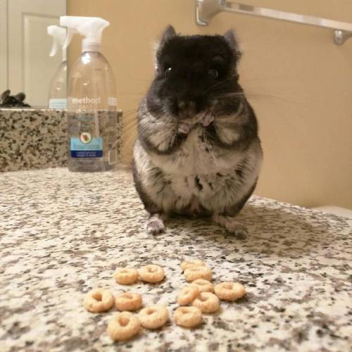 Muahaha!!! All the cheerios!!!! #chinchillasofinstagram