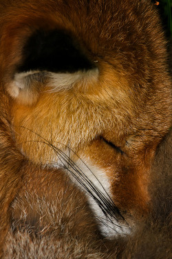 wonderous-world:  Let Sleeping Foxes Lie by G Steel