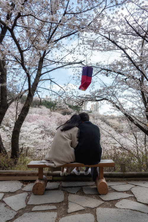 Cherry blossoms on Ansan Mountain, Seodaemun.