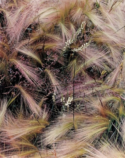 au-meme-endroit:Foxtail GrassColorado, 1957Eliot Porter