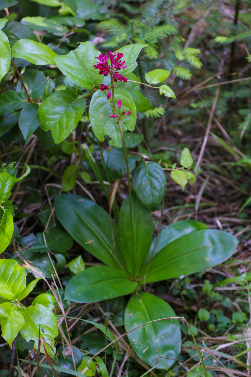 steepravine:  Norcal Forest Scenes(Mendocino, California - 6/2016)