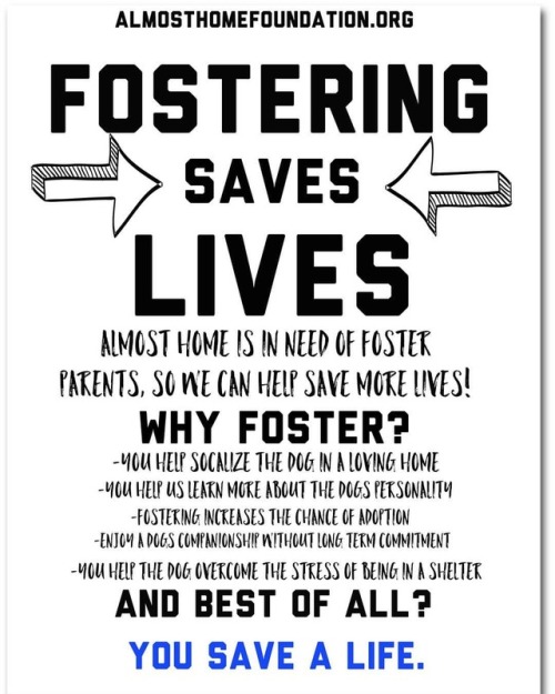 We need fosters #almosthomefoundation @almosthomefoundation2338 #fosteradog #fostering #signuptofost