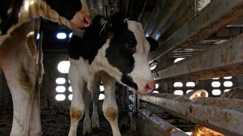 veg-tastic:chronicallyvegan:Toronto Cow Save vigil September 12th 2013A really intense vigil was hel
