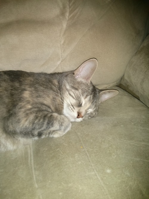 These are our kids, Benny (Grey part Bengal), and Thelonious (Orange Tabby). Benny is very much the 