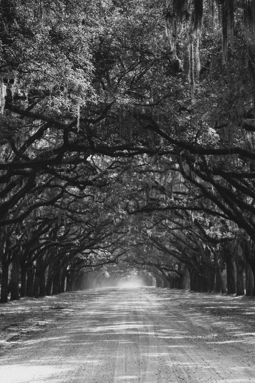 northskyphotography: Plantation Road by North Sky Photography