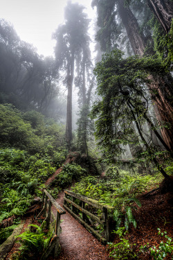 plasmatics-life:  Giants in the mist | By