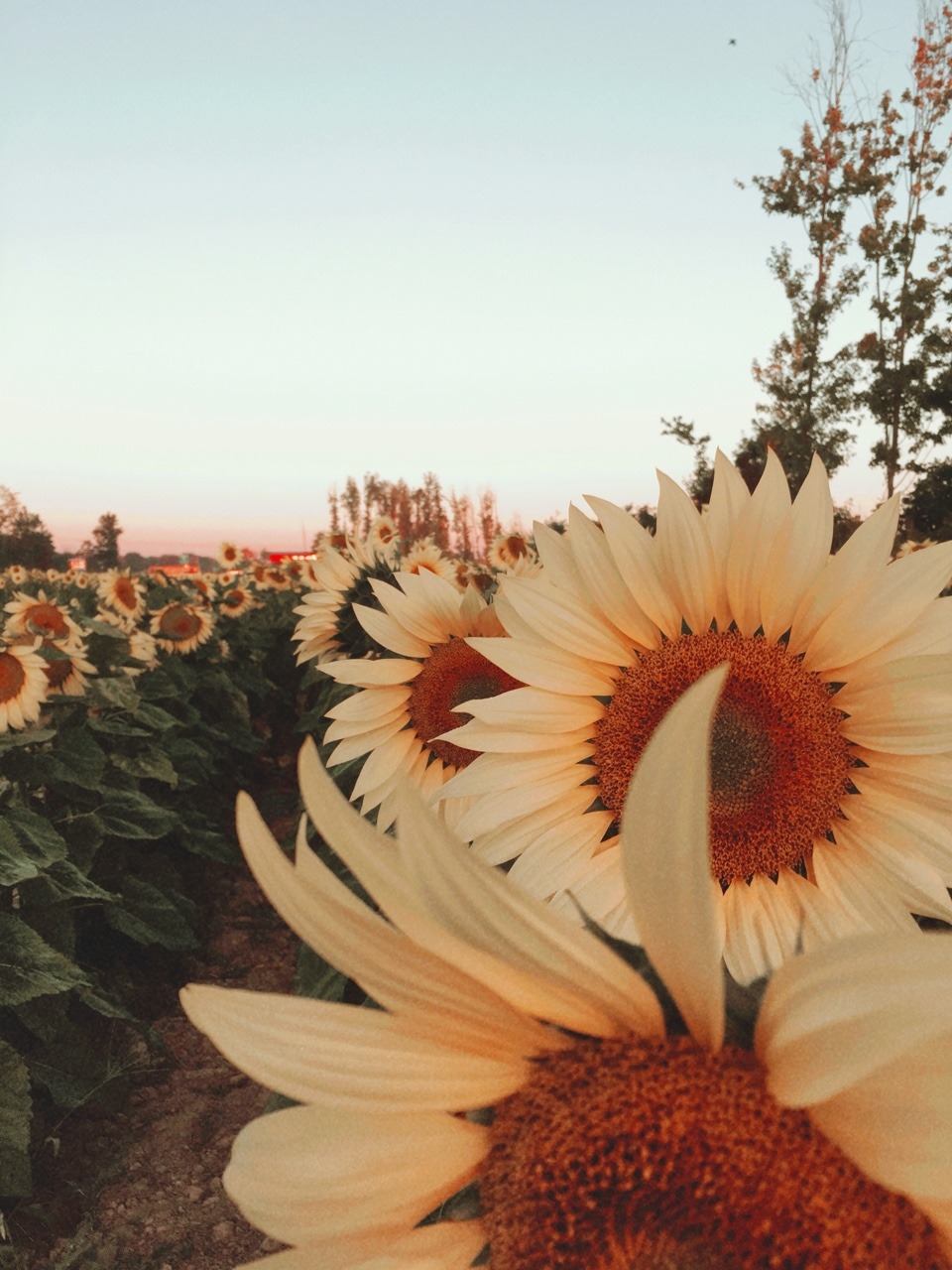 rachael anthoney — 2110; Sunflower Fields Forever