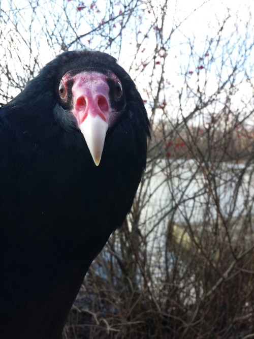 thegreenwolf:  pitchforking:  She was relieved to find out she isn’t the type of turkey everyone is planning on eating tomorrow.  Look at those lovely facial markings! Vultures are seriously underrated. 
