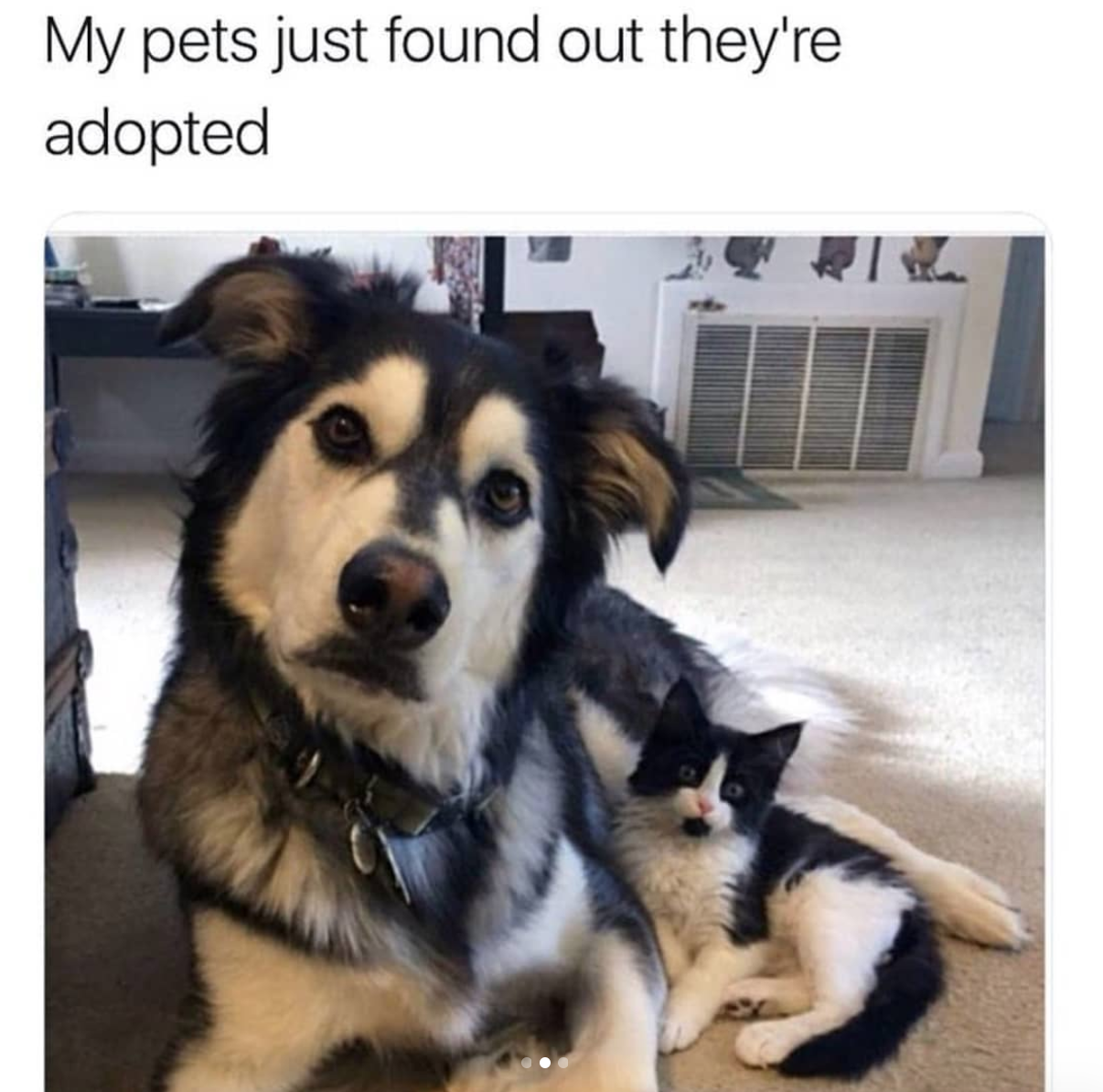 babyanimalgifs:  cat &amp; dog snaps